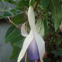 Picasa 2.7